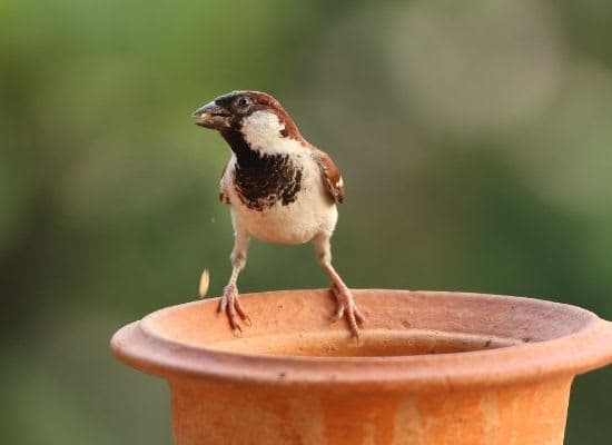 Sparrow