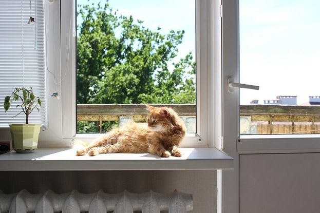 sunny-window